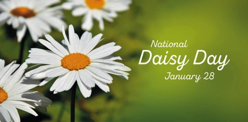 Saturday, January 28th is National.....Daisy Day
