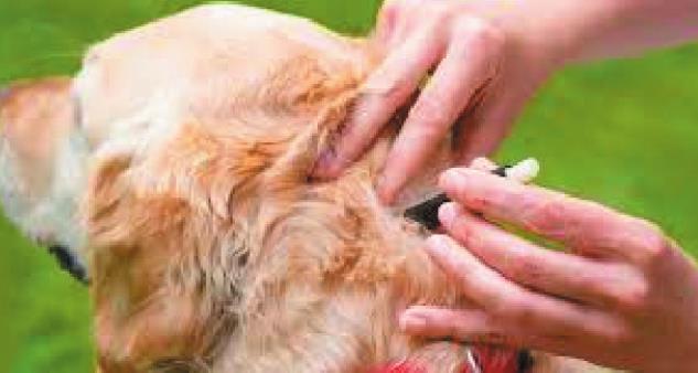 Tick Borne Diseases in Dogs: how to spot and prevent these potentially dangerous diseases